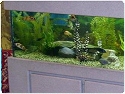 Fresh Water Aquarium