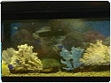 Salt Water Aquarium